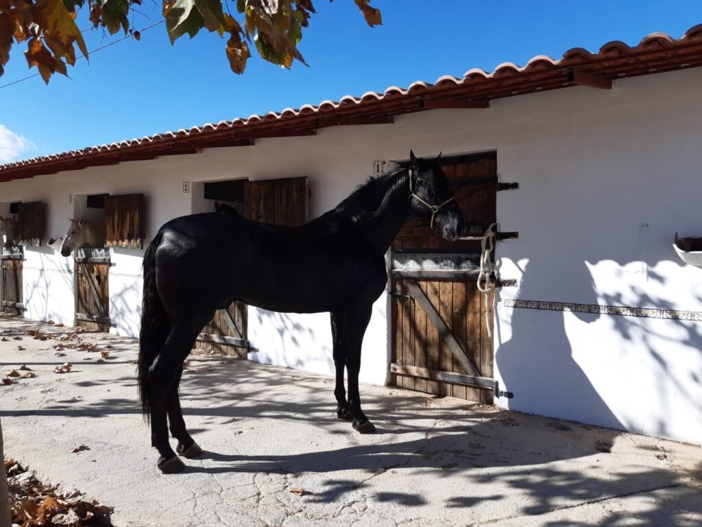 Top Horses facilities in Agost, Alicante