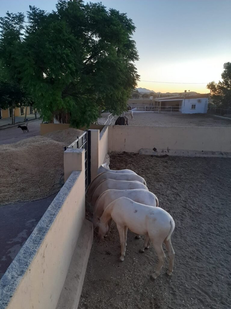 Paddocks
