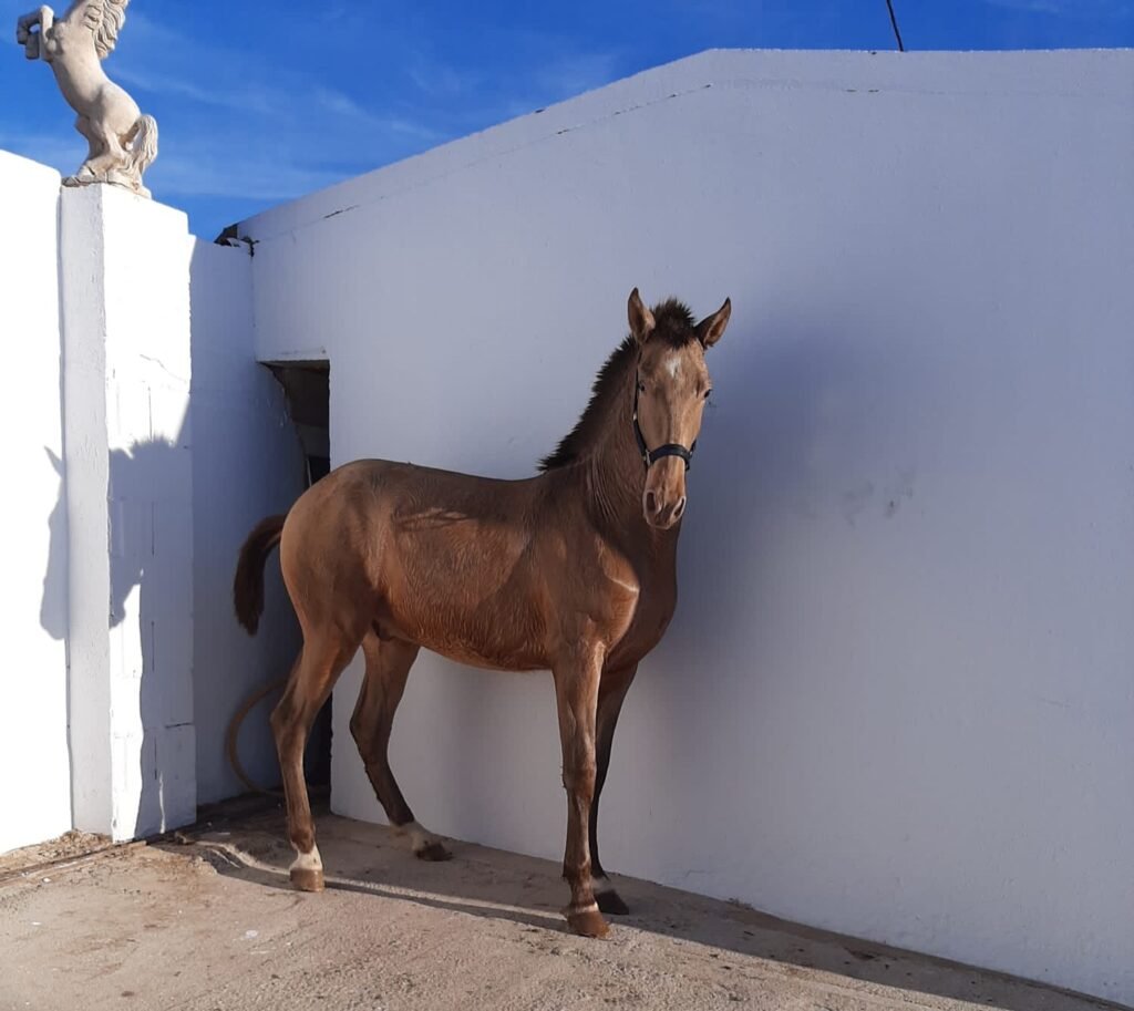 Top Horses facilities in Agost, Alicante